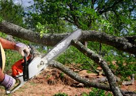 Professional Tree Services in Heflin, AL