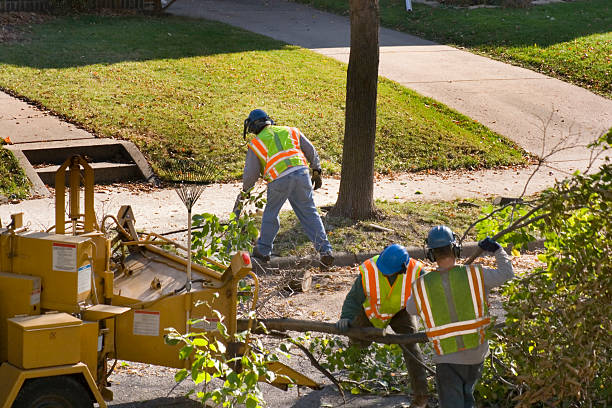 Best Tree Removal  in Heflin, AL